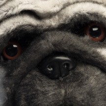 Masque peluche Carlin (Pug) adulte | Demi-masque animal pour carnaval et soirée déguisée